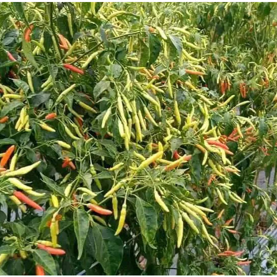 ID BENIH BIBIT CABE RAWIT SETAN TIPE PATALAN SIUNG 03 10 GRAM YOU SEED