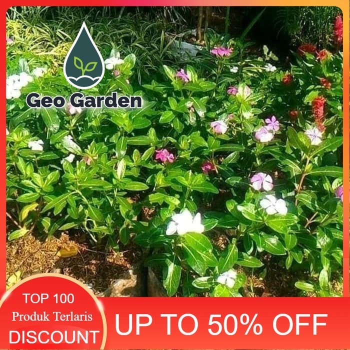 bibit tanaman hias tapak dara - bunga tapak dara