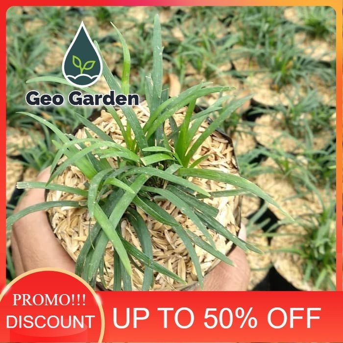 bibit tanaman hias kucai mini - tanaman list taman