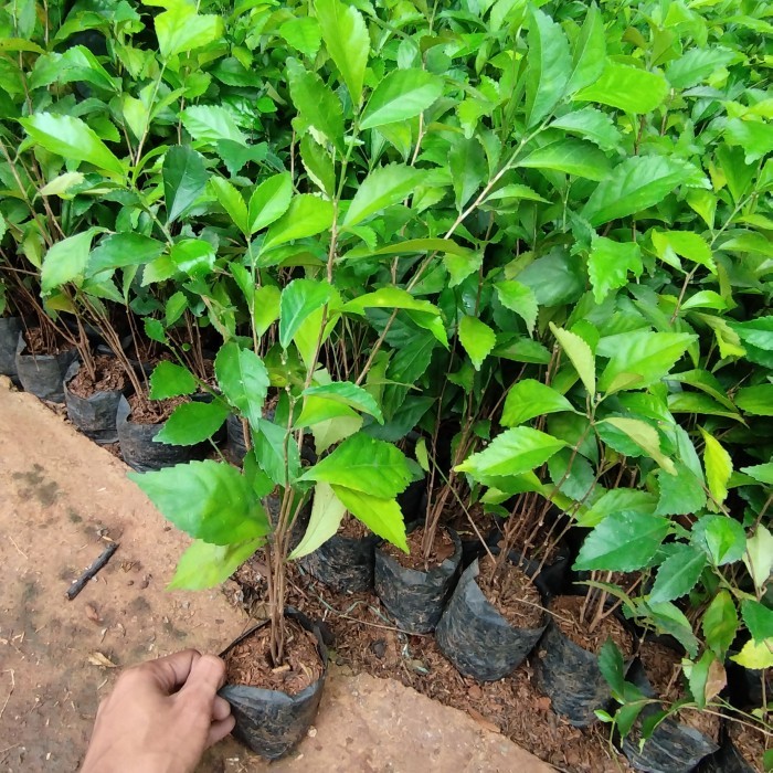 tanaman pagar teh tehan 100 polybag - pohon teh tehan pagar