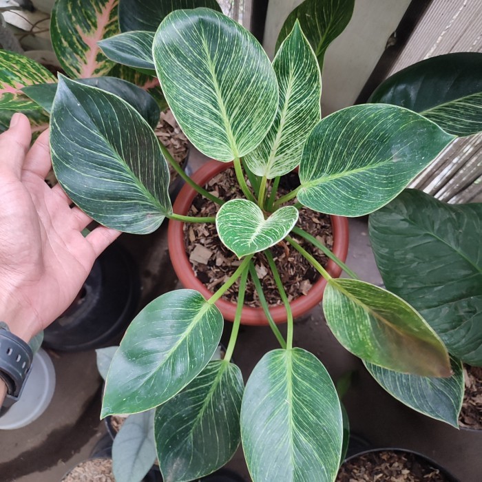 tanaman philodendron birkin varigata