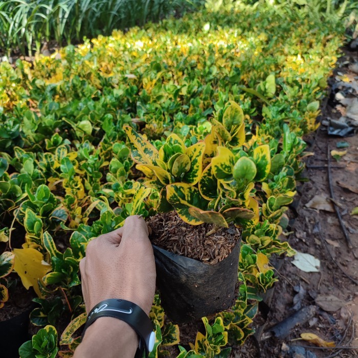 tanaman hias puring jengkol - pohon puring jengkol - puring koin