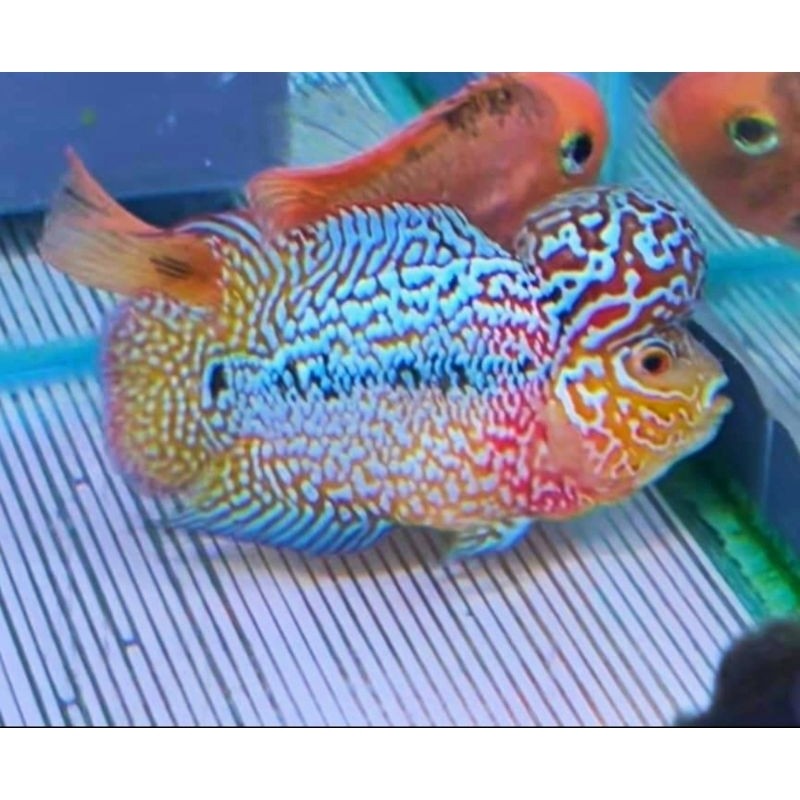 hiyasan akuarium Burayak Kamfa F3 Line Thailand Pilihan/Sortir 3.5 Two-tone p iwak