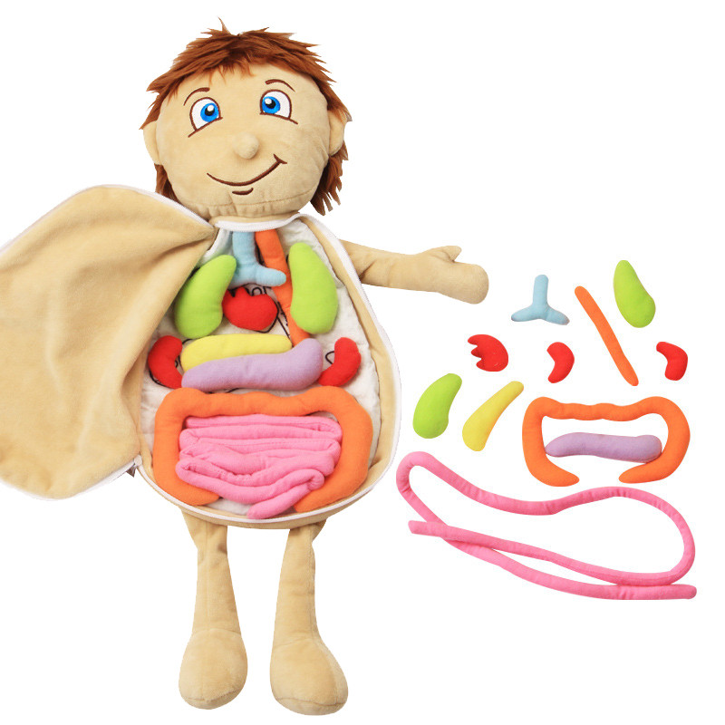 Kid 3D Puzzle Human Body  Model Anatomy Plush Toy Montessori Learning Organ DIY Assembled Toy Presch