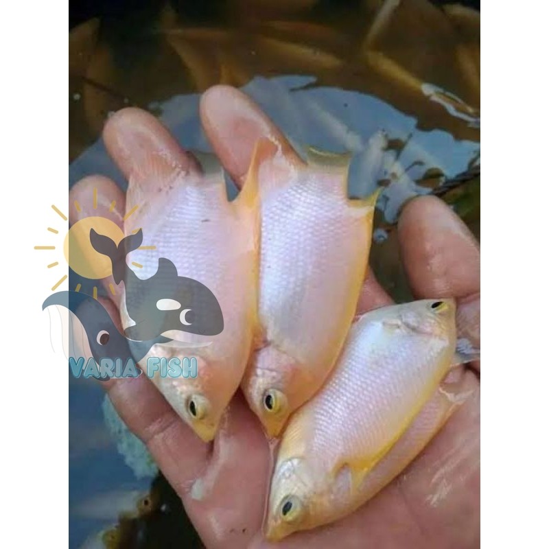 big sale hiasan akuarium Ikan Gurame Padang Albino Size 4-6 Cm varia