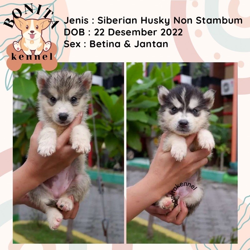 Anakan Anjing Siberian Husky Non Stambum Jantaan Betina.