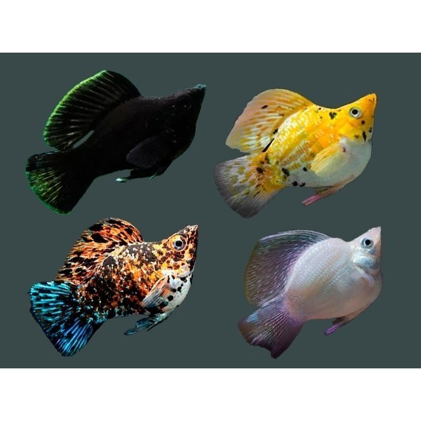 new Molly Moli Moly Black Golden Marbel Balon - ETALASE