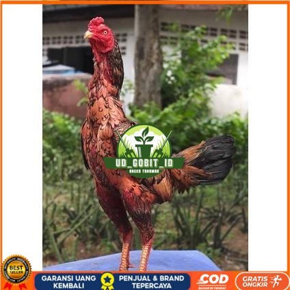 

Telur ayam bangkok shamo brazil / ayam petarung aduan siap ditetaskan UD_GOBIT_ID