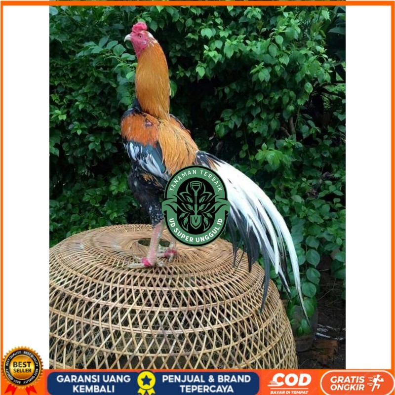 

TELUR BANGKOK EKOR LIDI FRESH (JAMIN FERTIL) UD_SUPER_UNGGUL_ID