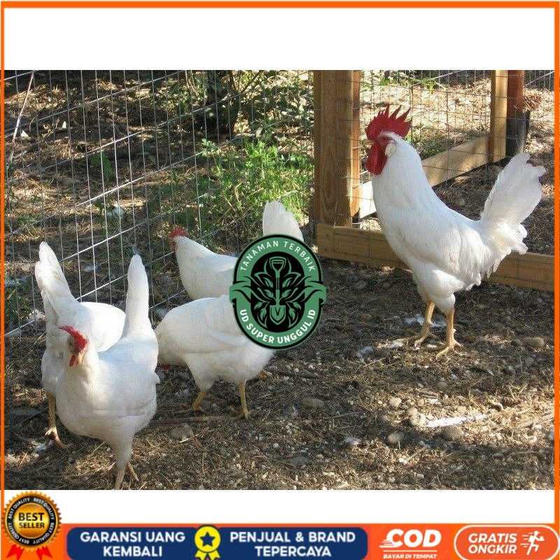 

TELUR AYAM ARAB WHITE UNTUK DI TETASKAN UD_SUPER_UNGGUL_ID