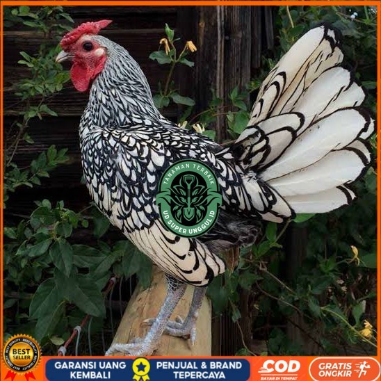 

Telur ayam serama / kate batik italy kanada fertil asli ori siap tetas UD_SUPER_UNGGUL_ID