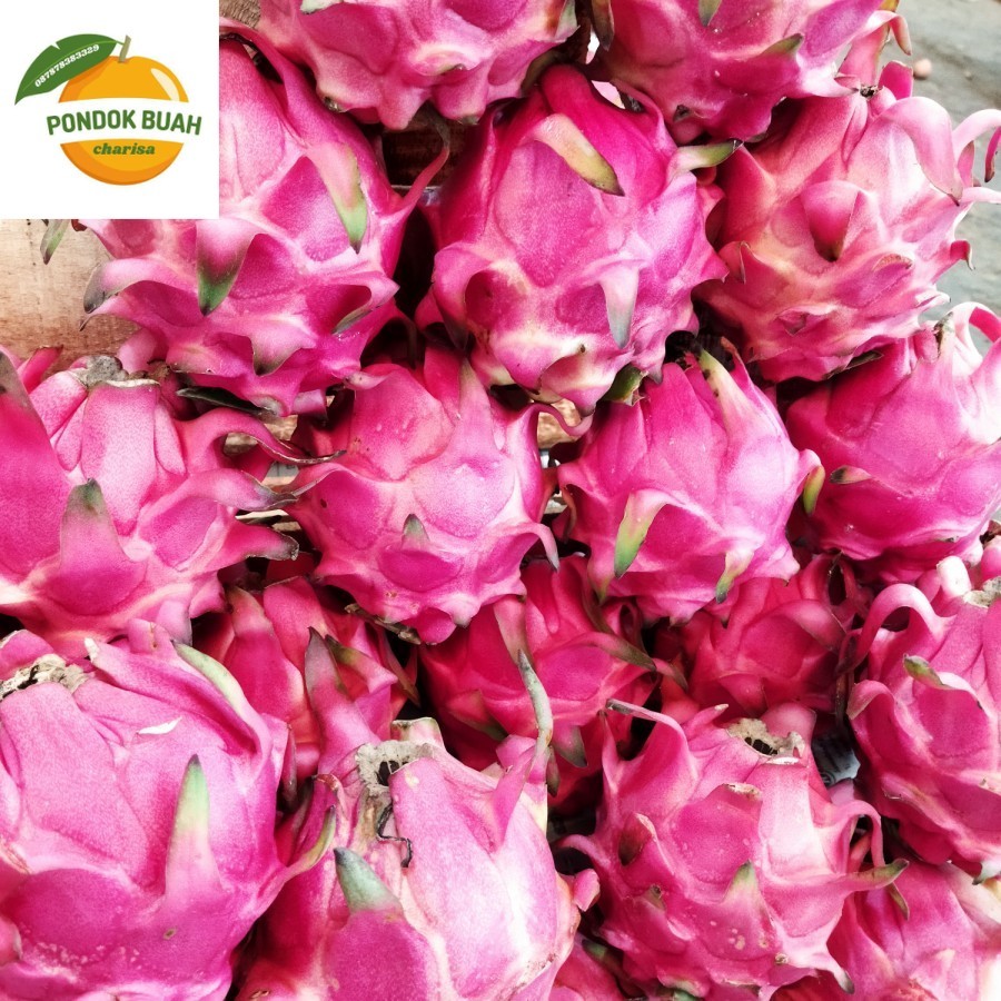 

BUAH NAGA MERAH ORIGINAL PERKILO FRESH