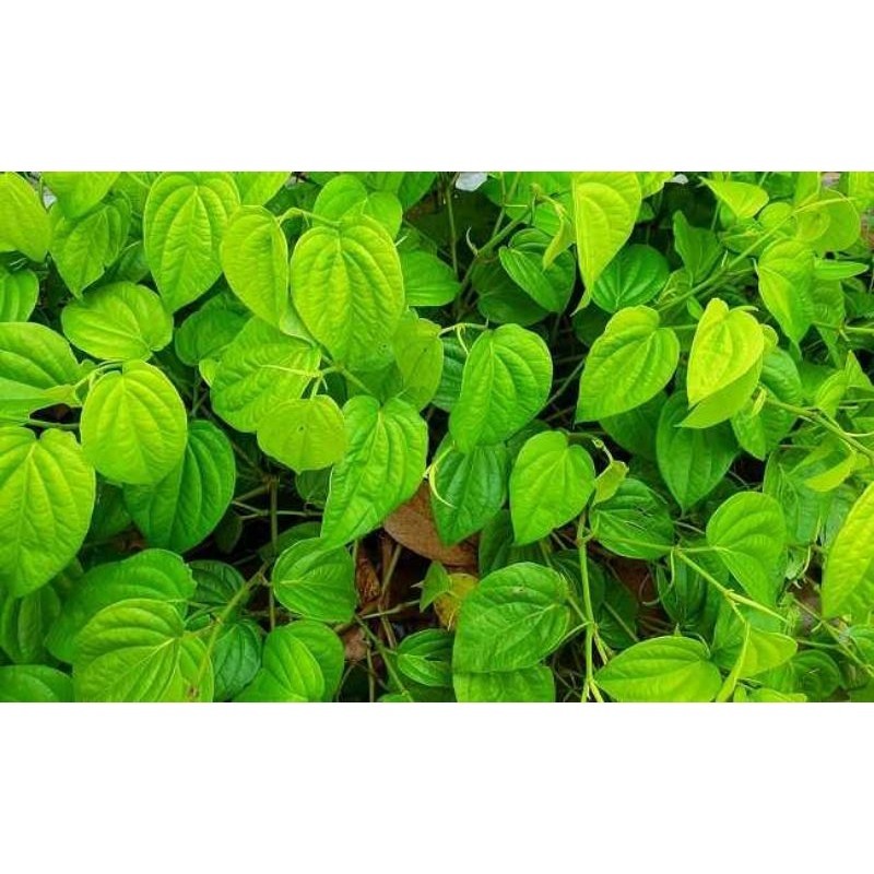 

Daun sirih segar bagus untuk kesehatan 500gr Rempah_herbalCo