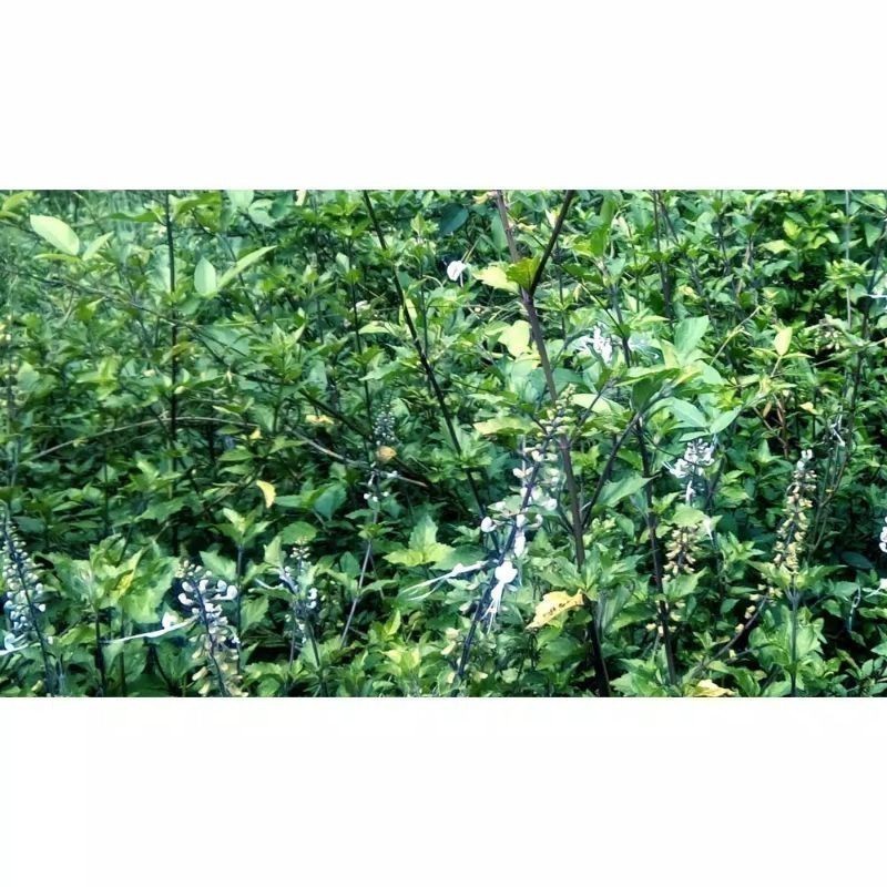 

New Promo daun kumis kucing dan batang nya 1kg daun kumis ucing segar COD Lembur_kuring