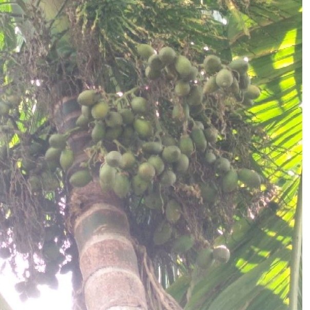 

Pinang Muda ( Langsung Dipetik Dari batang) Harga Per 1 Kilo ak