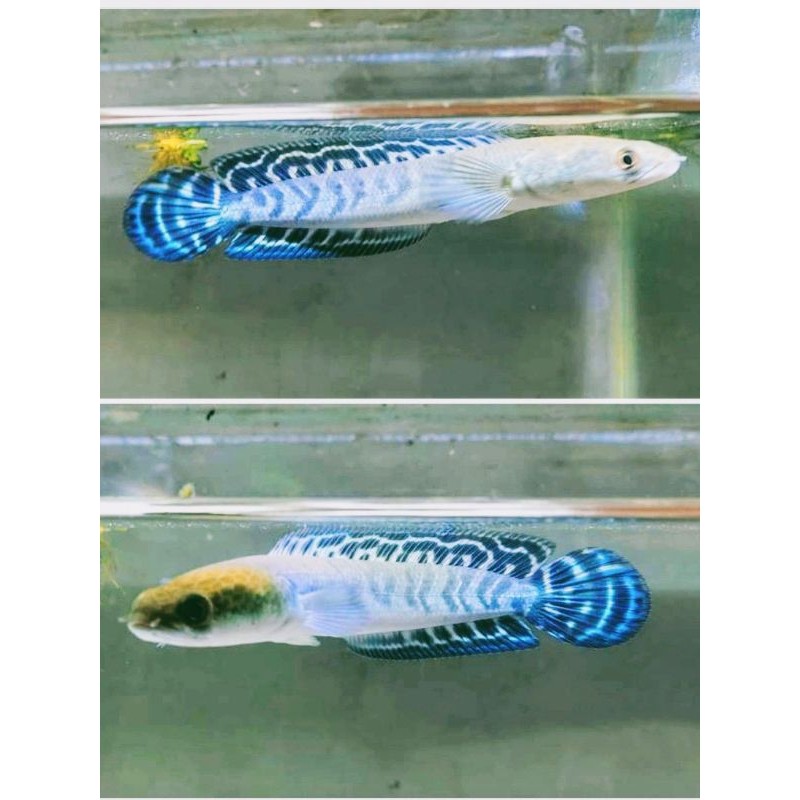 Hobi ( Garansi ) Maru yellow Sentarum / Ys Bahan progres