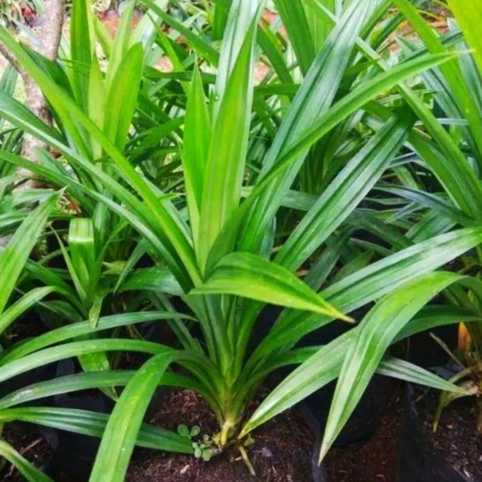 

promo daun pandan wangi fress per 100 gram Terbaru ready