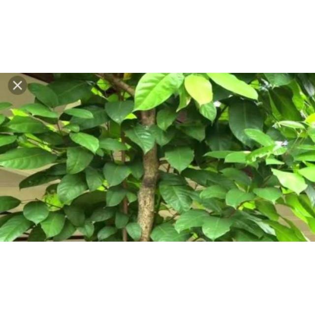 

Daun hantap atau daun antap segar 500 gram