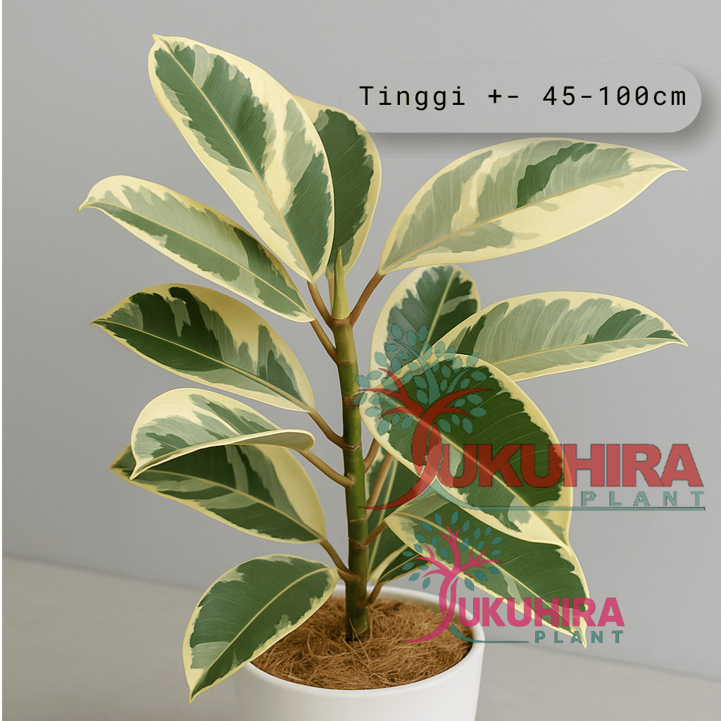 Tanaman Ficus karet kebo varigata Dan Merah