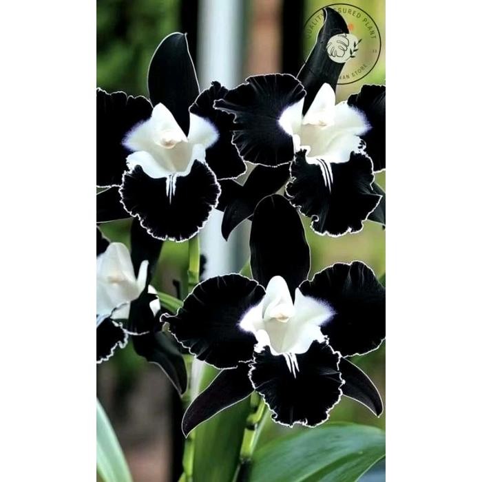 tanaman bunga anggrek bulan black middle / anggrek bulan import super premium Hitam
