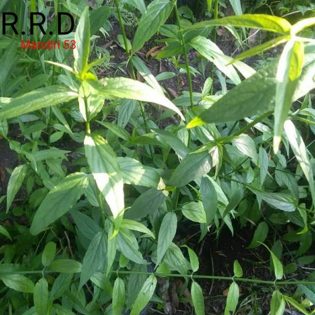 

Promo Daun belalai gajah 500gram daun kalingsir kondisi segar khusus obat