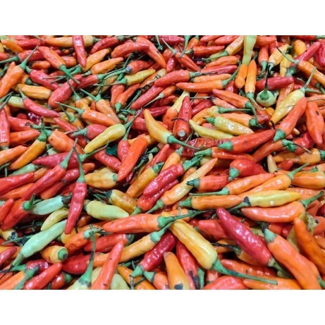 

PROMO Cabe rawit merah 250gr, 500gr dan 1kg fresh