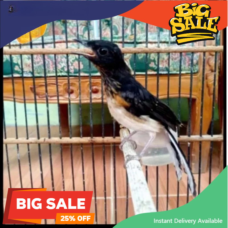 murai BATU MEDAN trotol gembling prediksi JANTAN pilihan promo murah