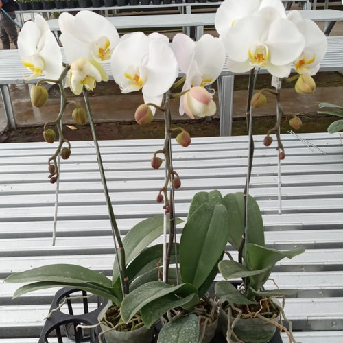 anggrek bulan bunga putih dewasa