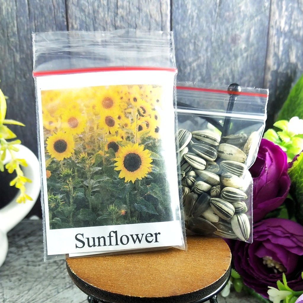 Benih Bunga Matahari