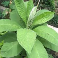 

daun sembung/ 500gram