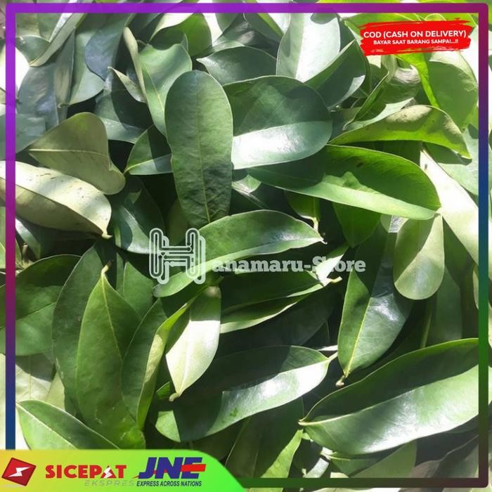 

Daun Sirsak Segar l Hrrbal Daun Sirsak l Daun Herbal/500gram