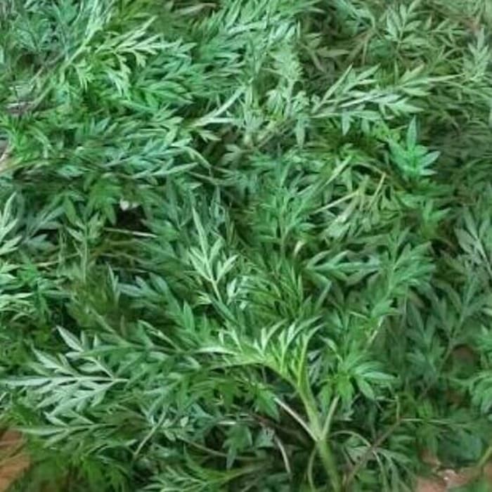 

Daun suring - Asli 100% untuk meningkatkan dayatahan tubuh