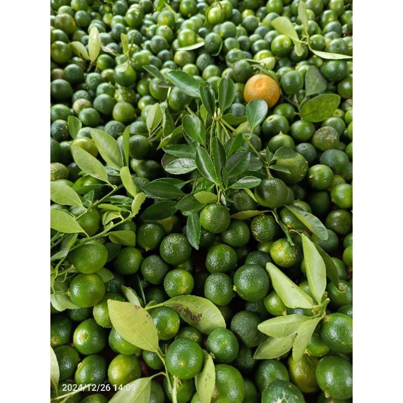 

jeruk sonkit/kasturi 1000grm