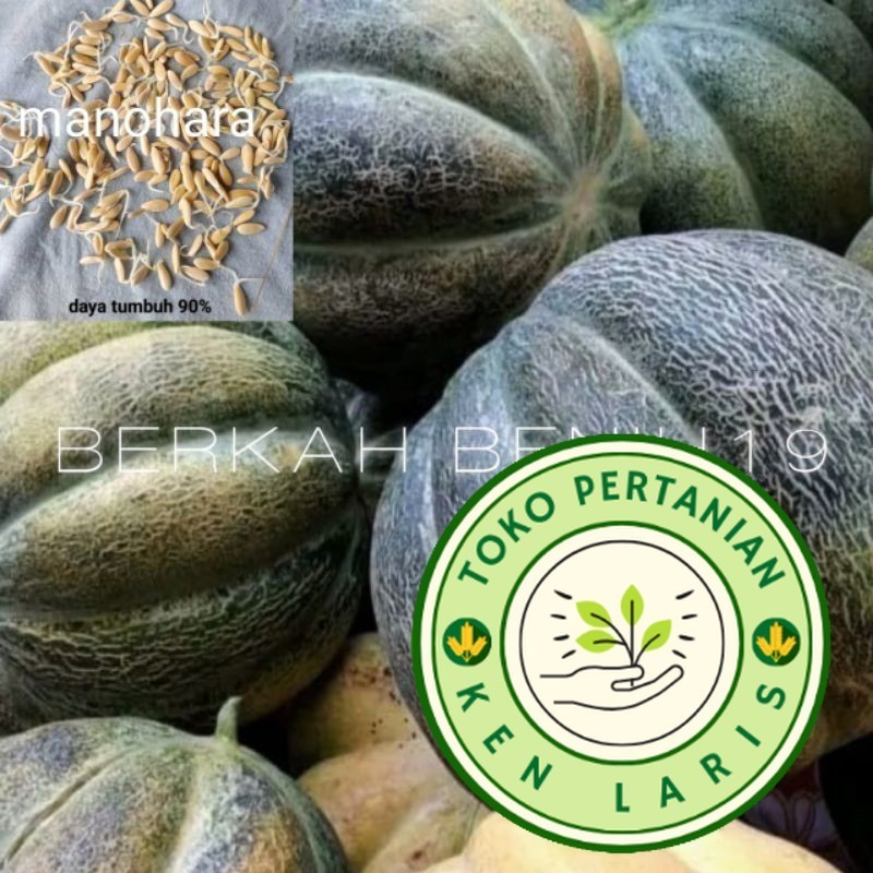 

TERBAIK!! 500+ BENIH BLEWAH MANOHARA/KRETEK UNGGULAN PETANI (B.B.19)