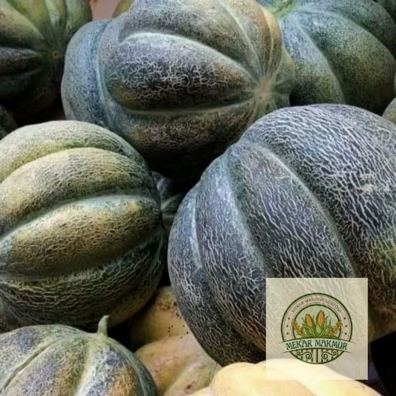 TERMURAH 1000+ BUTIR BENIH BLEWAH KRETEK SUPER UNGGULAN