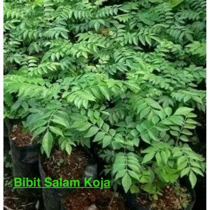 Bibit Daun Salam Koja