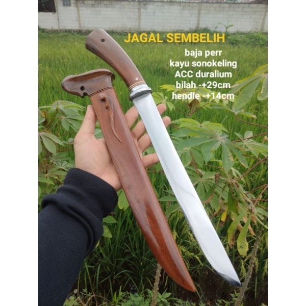 JAGAL SEMBELEH PAJAGALAN KAYU SONOKELING GOLSEM