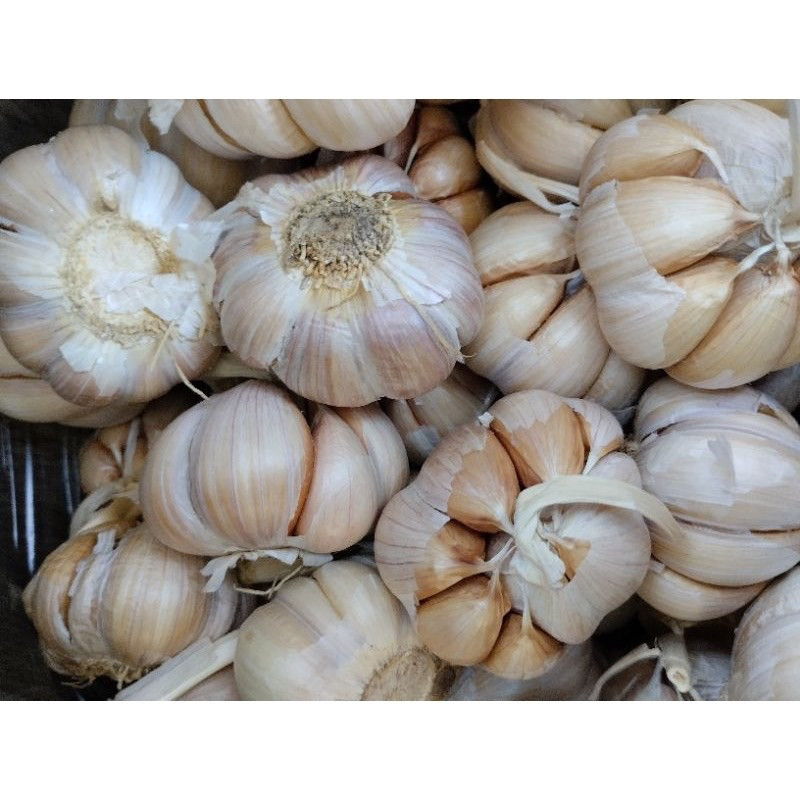 

BAWANG PUTIH SINCO 500 GRAM SICO TERBAIK