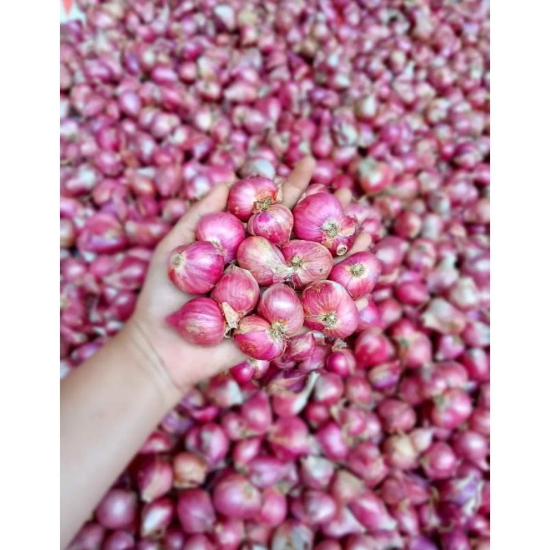 

Bawang merah organik 1Kg tanggung|kualitas terbaik|bawang merah/asli nganjuk