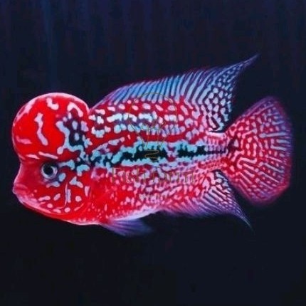 Pakan lohan super king kamfa f3 import louhan full mutiara bergaransi