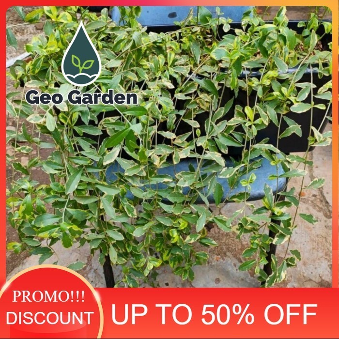 tanaman menjuntai Lee Kwan yew varigata - likuanyu variegata