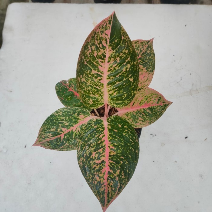 tanaman hias aglonema sinta