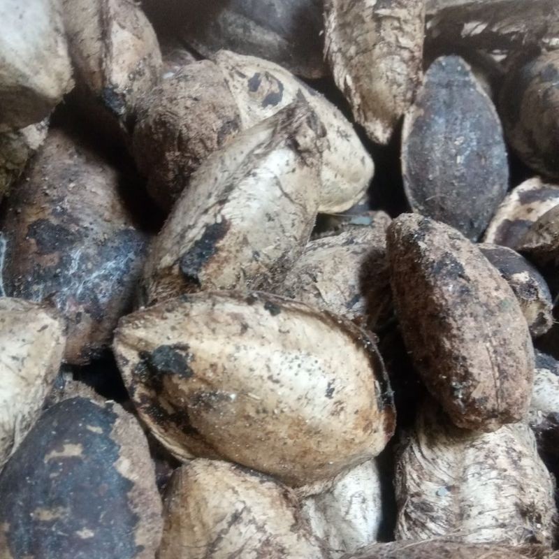 

benih biji buah ketapang kering 1 kg