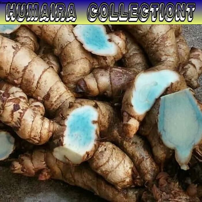 

TEMU IRENG/TEMU HITAM/KUNYIT HITAM SEGAR FRESH SIAP KIRIM KEMASAN 500 GRAM BERSIH Humaira Collectiont