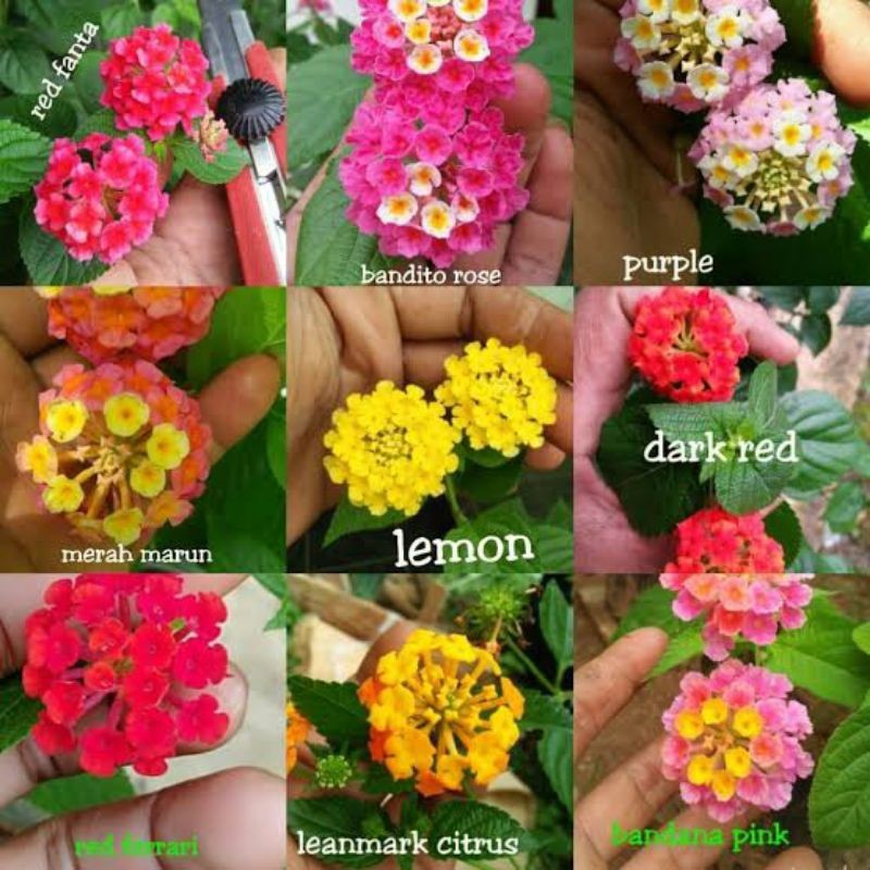 Bunga hidup Tanaman Hias Bonsai Bunga Lantana Eleghant