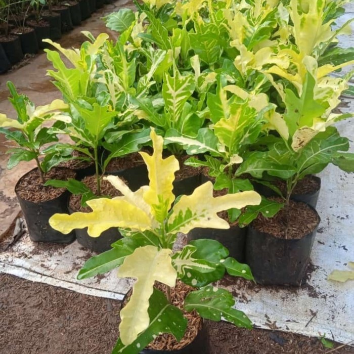 tanaman puring terang bulan - pohon puring terang bulan