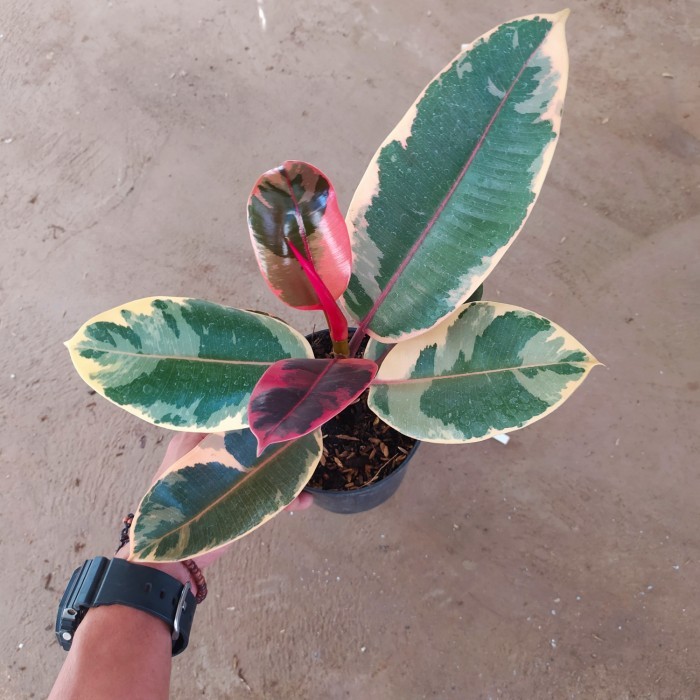 tanaman karet kebo ruby varigata - karet kebo ruby tricolor