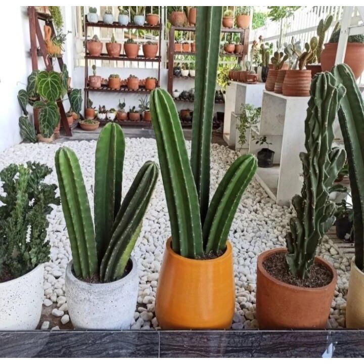 Kaktus Koboi hidup tinggi 30-35cm - tanaman kaktus koboi