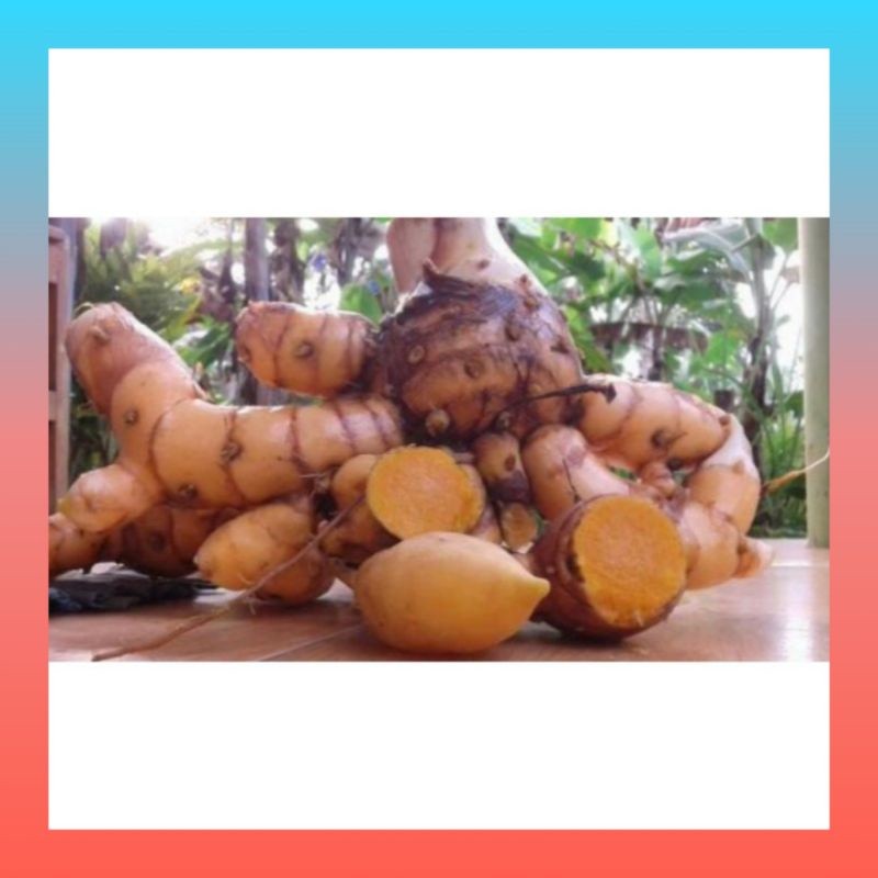 

Tamulawak Segar Fres 1kg Murah