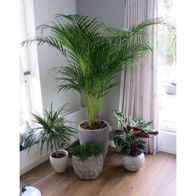 TANAMAN HIAS POHON PALEM KUNING TINGGI 1 METER - TANAMAN HIAS INDOOR